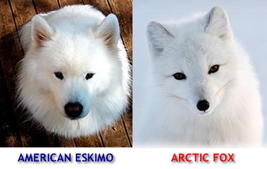 american-eskimo-and-fox-lookalike