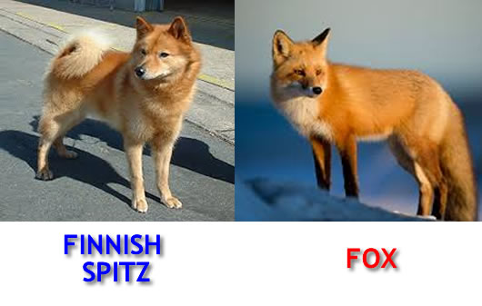 finnish-spitz-and-fox-lookalike