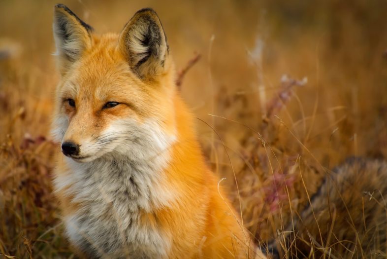 fox-closeup