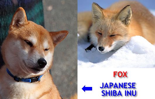 japanese-shiba-inu-and-fox-lookalike