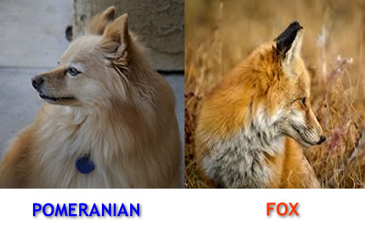 pomeranian-fox-lookalike