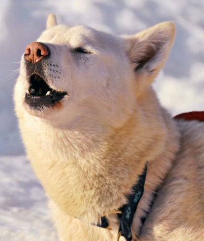 howling-white-husky